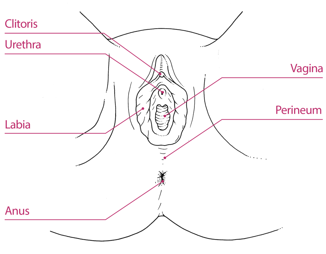 Diagram showing the urethra, labia, vaginal opening, perineum and anus.